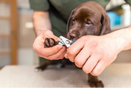 Πώς να κόψετε σωστά τα νύχια του σκύλου σας