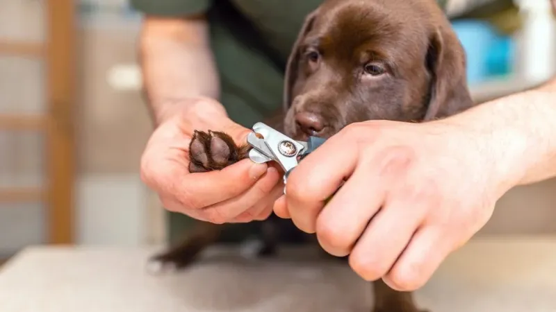 Πώς να κόψετε σωστά τα νύχια του σκύλου σας