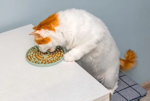 Πώς να επιλέξετε την καλύτερη τροφή για τη γάτα σας