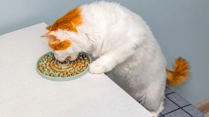 Πώς να επιλέξετε την καλύτερη τροφή για τη γάτα σας