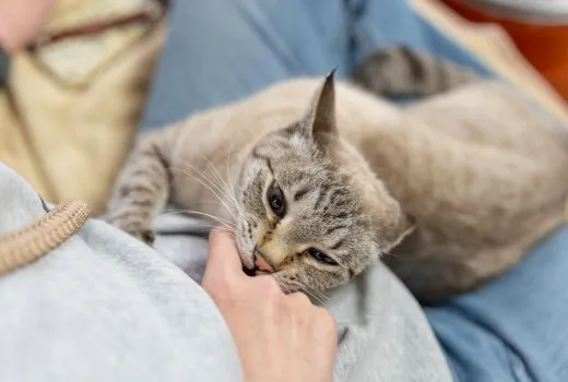 Γιατί η γάτα μου δαγκώνει; Αιτίες και λύσεις