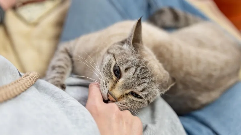 Γιατί η γάτα μου δαγκώνει; Αιτίες και λύσεις