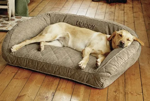 Πώς να επιλέξετε το σωστό κρεβάτι για τον σκύλο σας