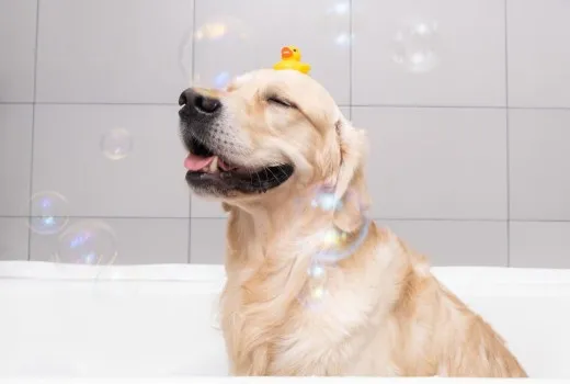 Κάθε πότε πρέπει να κάνω μπάνιο τον σκύλο μου;