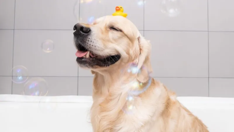 Κάθε πότε πρέπει να κάνω μπάνιο τον σκύλο μου;