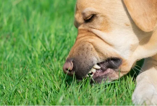 Γιατί ο σκύλος τρώει χόρτα; Αιτίες και τι σημαίνει