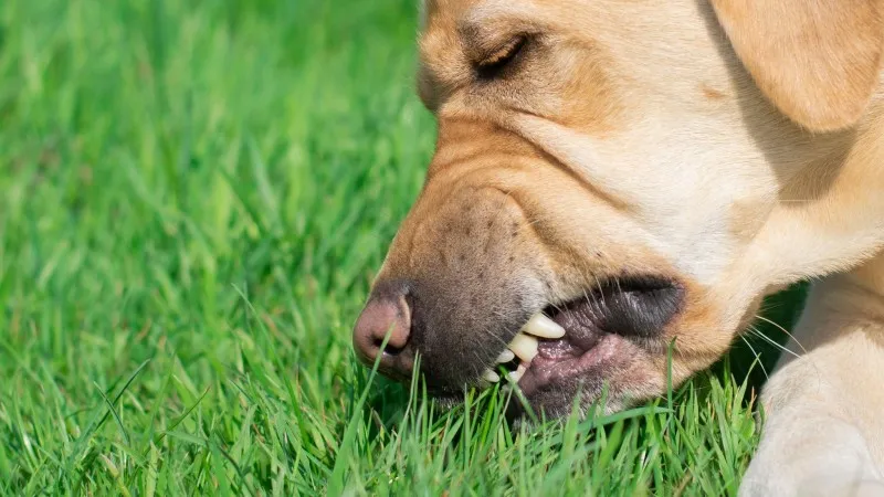 Γιατί ο σκύλος τρώει χόρτα; Αιτίες και τι σημαίνει