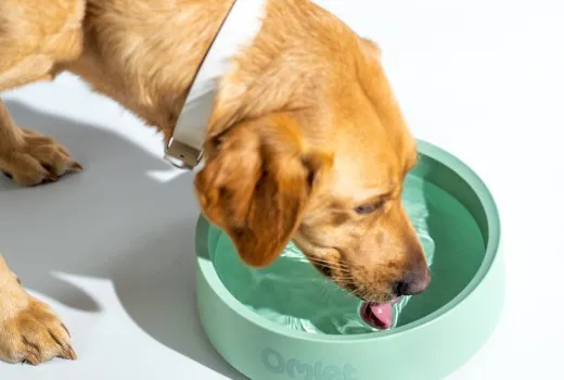 Πόσο νερό πρέπει να πίνει ένας σκύλος την ημέρα;