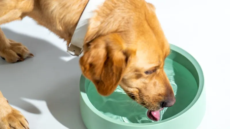Πόσο νερό πρέπει να πίνει ένας σκύλος την ημέρα;