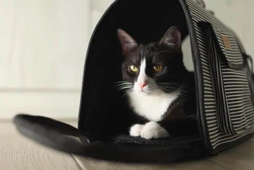 Πώς να ταξιδέψεις με γάτα με ασφάλεια – Συμβουλές & σωστή τσάντα μεταφοράς