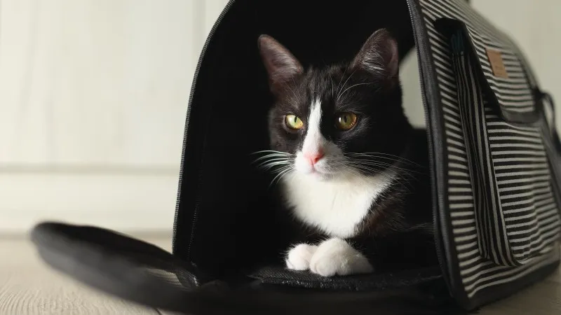 Πώς να ταξιδέψεις με γάτα με ασφάλεια – Συμβουλές & σωστή τσάντα μεταφοράς