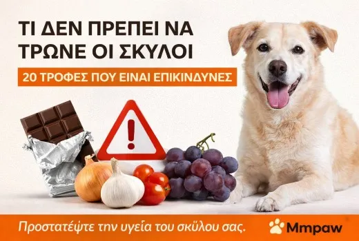 Τι Δεν Πρέπει να Τρώνε οι Σκύλοι – 20 Επικίνδυνες Τροφές που Πρέπει να Αποφύγετε