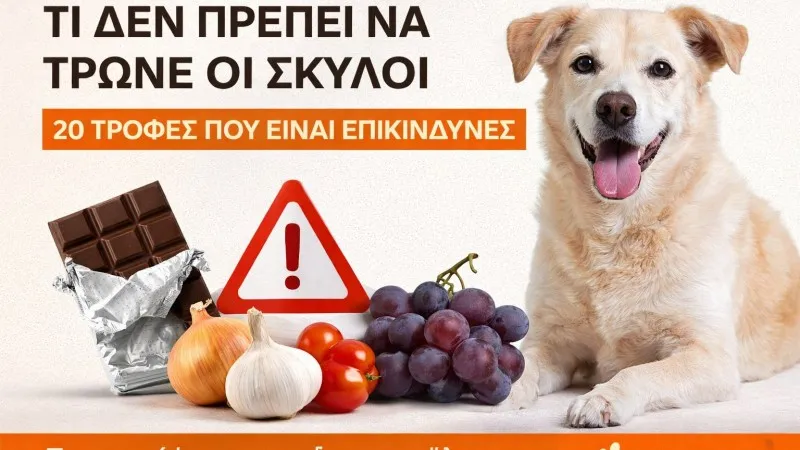 Τι Δεν Πρέπει να Τρώνε οι Σκύλοι – 20 Επικίνδυνες Τροφές που Πρέπει να Αποφύγετε