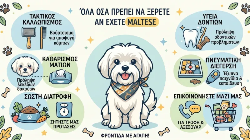 Όλα όσα πρέπει να ξέρετε αν έχετε Μαλτέζ (Maltese)!