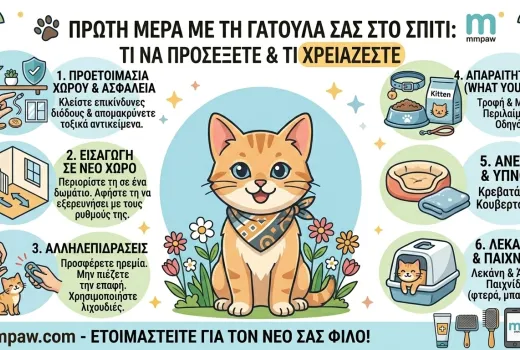 Πρώτη Μέρα με τη Γατούλα στο Σπίτι: Όλα όσα πρέπει να ξέρετε! 