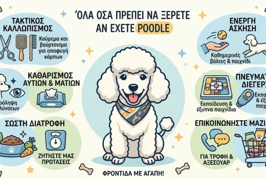Όλα όσα πρέπει να ξέρετε αν έχετε η σκοπεύετε να υιοθετήσετε ένα Poodle