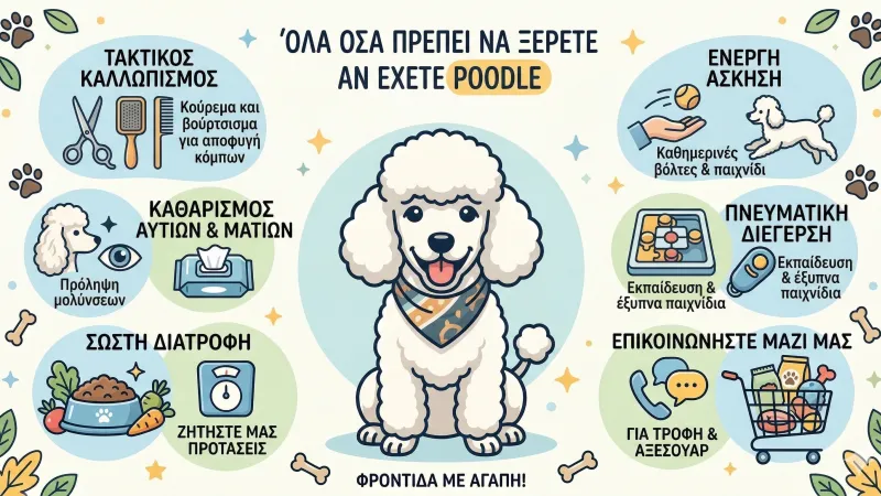 Όλα όσα πρέπει να ξέρετε αν έχετε η σκοπεύετε να υιοθετήσετε ένα Poodle