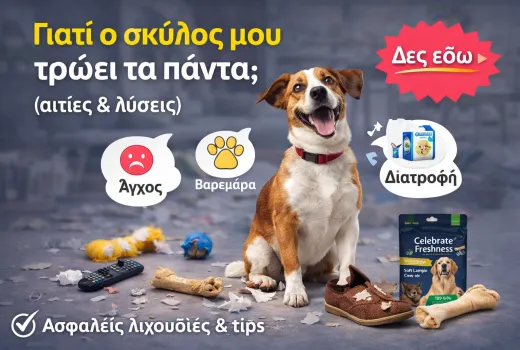 Γιατί ο σκύλος μου τρώει τα πάντα; Αιτίες & λύσεις