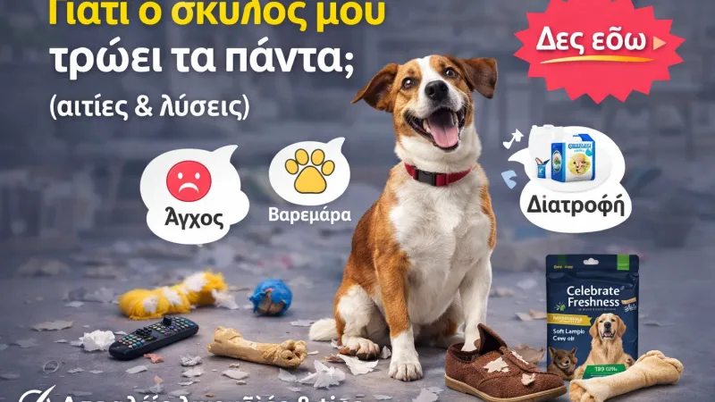 Γιατί ο σκύλος μου τρώει τα πάντα; Αιτίες & λύσεις