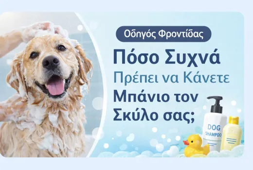 Πόσο Συχνά Πρέπει να Κάνετε Μπάνιο τον Σκύλο σας; Ο Πλήρης Οδηγός