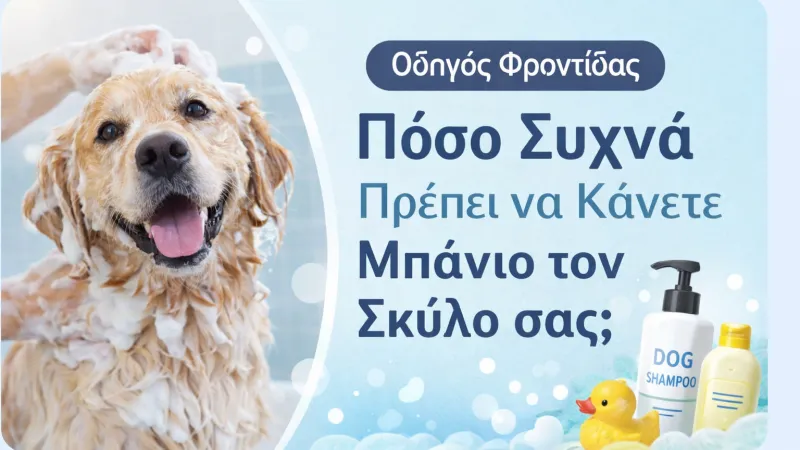 Πόσο Συχνά Πρέπει να Κάνετε Μπάνιο τον Σκύλο σας; Ο Πλήρης Οδηγός