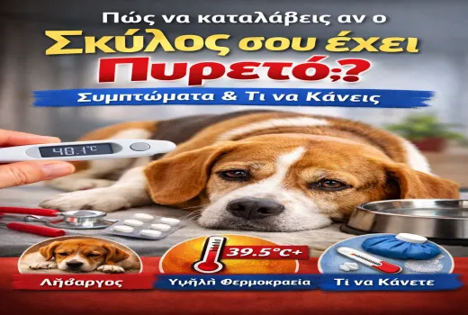 Πώς να καταλάβεις αν ο σκύλος σου έχει πυρετό – Συμπτώματα & τι να κάνεις