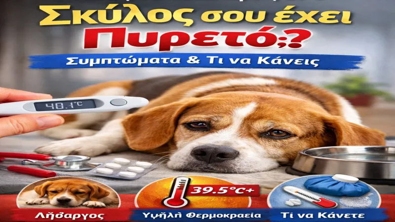 Πώς να καταλάβεις αν ο σκύλος σου έχει πυρετό – Συμπτώματα & τι να κάνεις