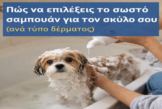 Πώς να επιλέξεις το σωστό σαμπουάν για τον σκύλο σου